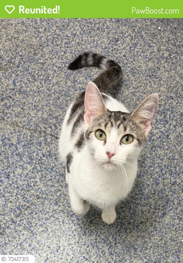 Reunited Female Cat last seen Lagrange Road and Plainfield Avenue, La Grange, IL 60525