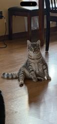 Lost Male Cat last seen Helen b Stafford elementary, Tacoma, WA 98402