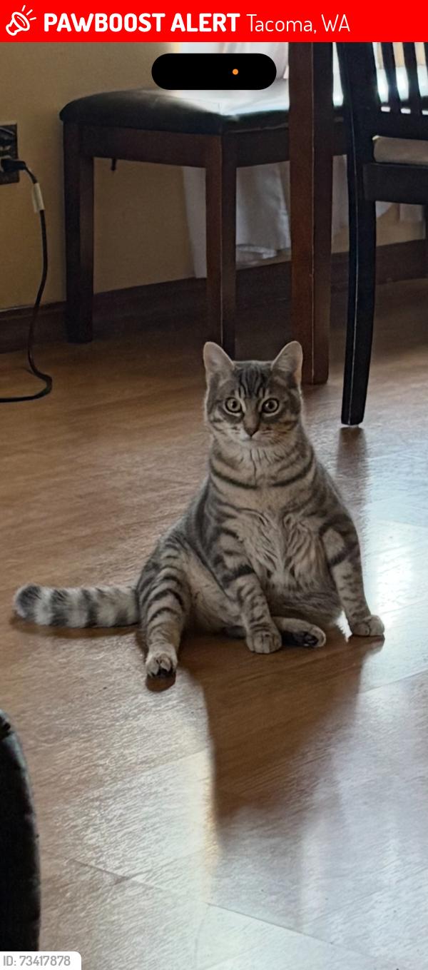Lost Male Cat last seen Helen b Stafford elementary, Tacoma, WA 98402