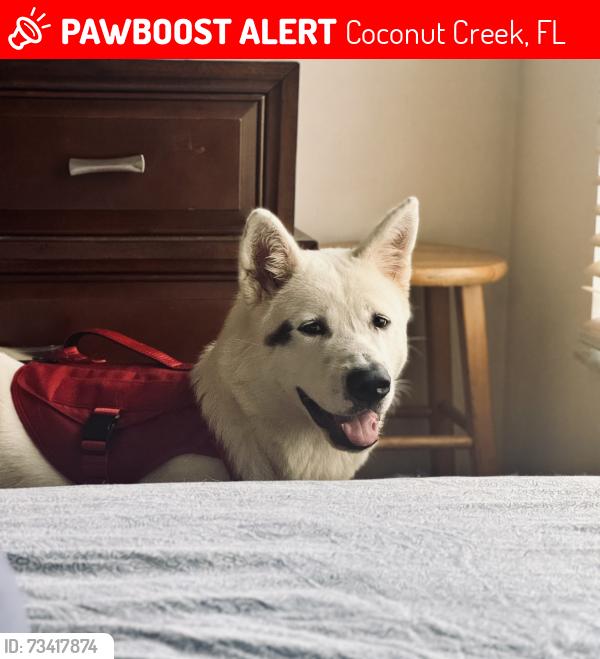 Lost Male Dog last seen Hillsboro Blvd and Lyons Rd, Coconut Creek, FL 33073