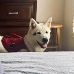 Lost Male Dog last seen Hillsboro Blvd and Lyons Rd, Coconut Creek, FL 33073