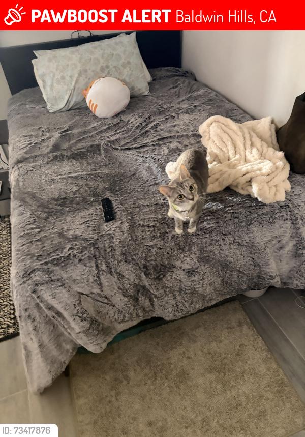 Lost Female Cat last seen Sherbourne and Centinela (Ladera Heights), Baldwin Hills, CA 90056