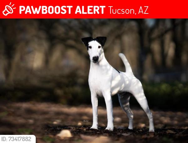Lost Male Dog last seen Near w Garnette st. Around Limberlost, behind car dealirships., Tucson, AZ 85705