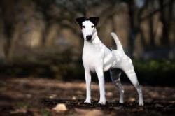 Lost Male Dog last seen Near w Garnette st. Around Limberlost, behind car dealirships., Tucson, AZ 85705