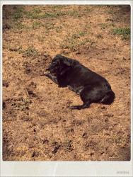 Lost Male Dog last seen 9th, Walnut, 80550, Windsor, CO 80550