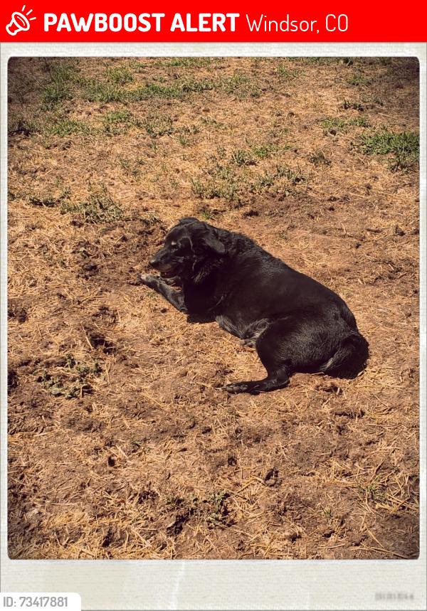 Lost Male Dog last seen 9th, Walnut, 80550, Windsor, CO 80550