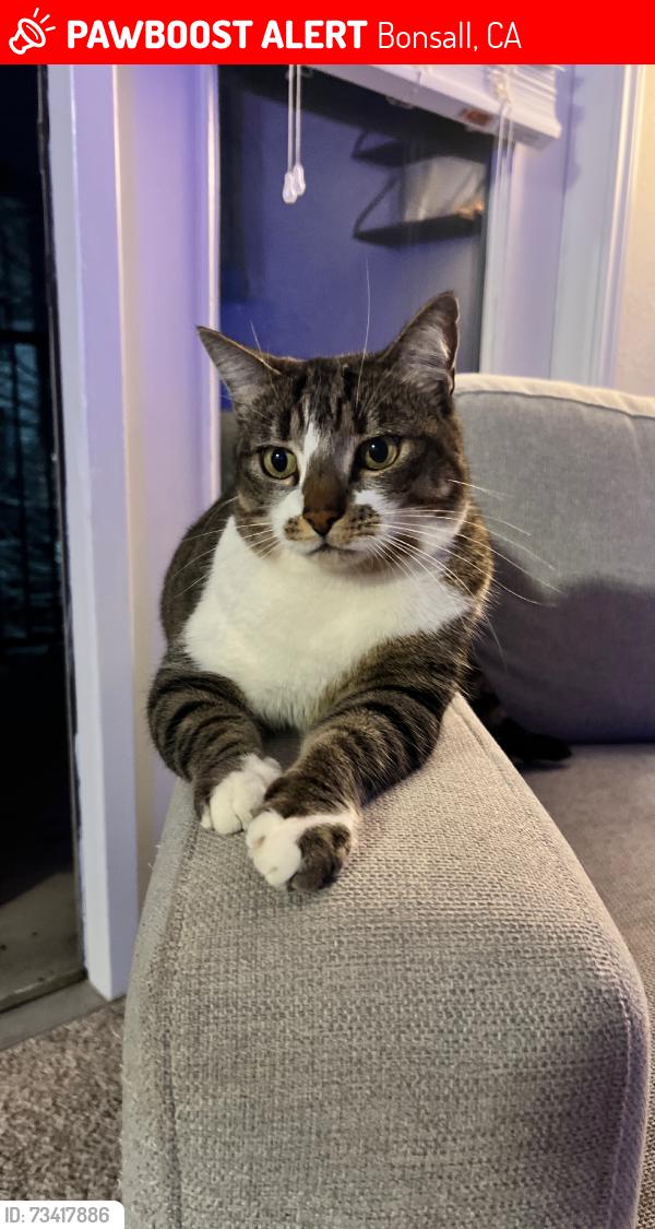 Lost Female Cat last seen Golf club dr, Bonsall, CA 92003