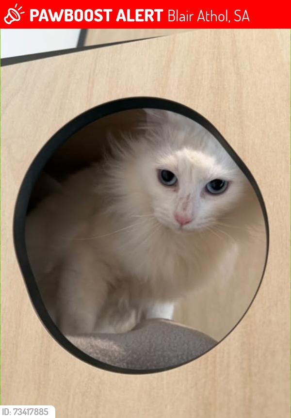 Lost Female Cat last seen Prospect Rd Leslie ave, Blair Athol, SA 5084