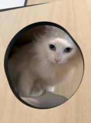 Lost Female Cat last seen Prospect Rd Leslie ave, Blair Athol, SA 5084