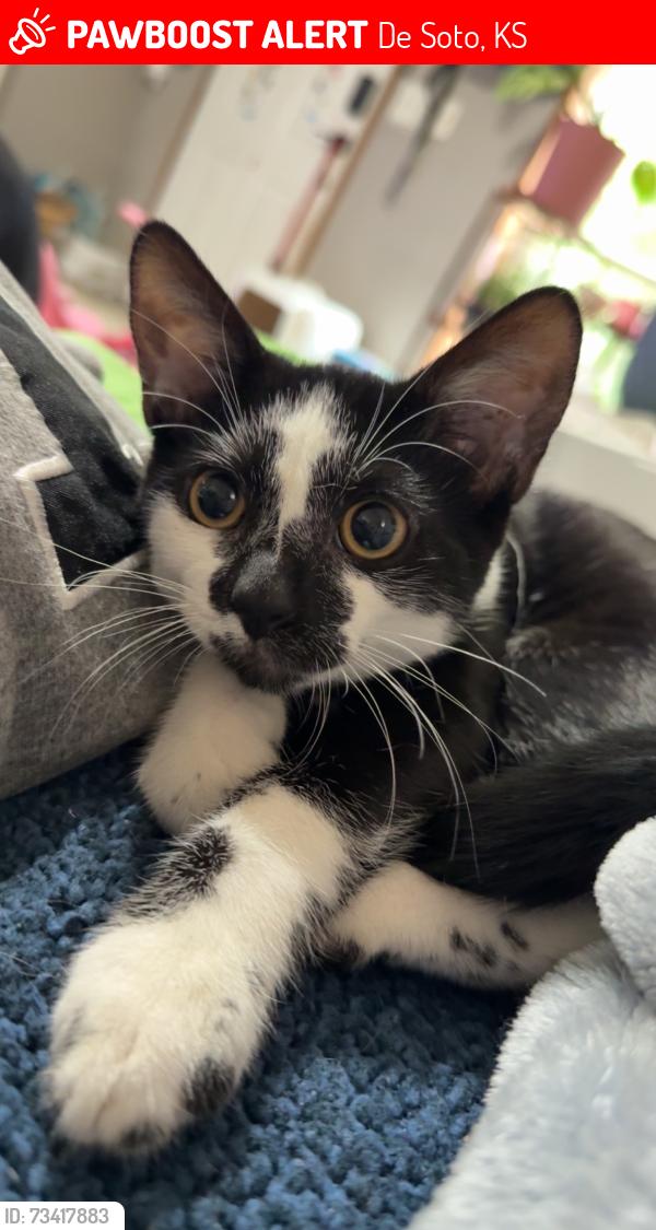 Lost Male Cat last seen Leo's, De Soto, KS 66018