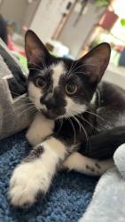 Lost Male Cat last seen Leo's, De Soto, KS 66018