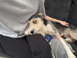 Lost Female Dog last seen Helotes humane society, Helotes, TX 78023