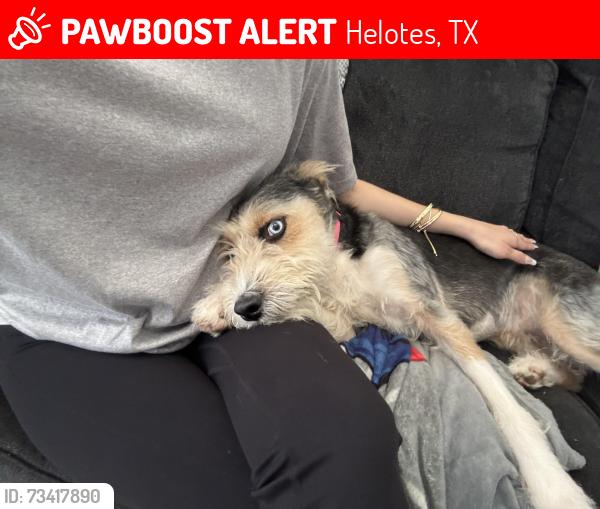 Lost Female Dog last seen Helotes humane society, Helotes, TX 78023