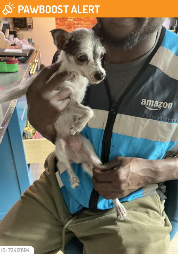 Found/Stray Female Dog last seen 6th ave S and N street, Lake Worth Beach, FL 33460