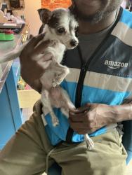 Found/Stray Female Dog last seen 6th ave S and N street, Lake Worth Beach, FL 33460