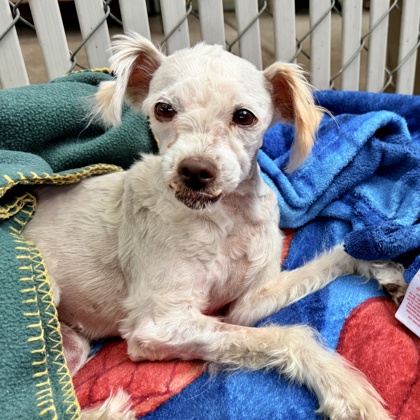 Shelter Stray Female Dog last seen Near Crittenden St, Oakland, CA, 1101 29th Ave, Oakland, CA 94601, USA