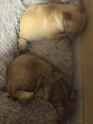 Reunited Female Dog last seen Greenhill dr, Cleveland, TN 37311