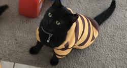 Lost Male Cat last seen 4th St and E Woodward Ave, Fresno, CA 93725