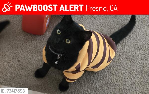 Lost Male Cat last seen 4th St and E Woodward Ave, Fresno, CA 93725