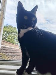 Reunited Male Cat last seen Branksome Road, Southend-on-Sea, England 