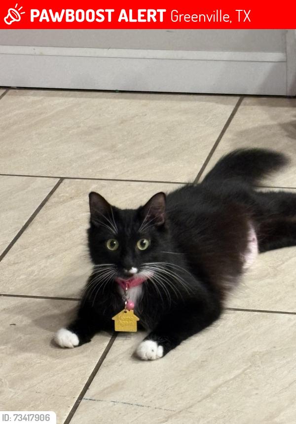Lost Female Cat last seen Hunt Regional hosp, Wellington St, Templeton St, Greenville, TX 75401