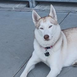 Reunited Male Dog last seen Keyes Ave, San Jose, CA 95112