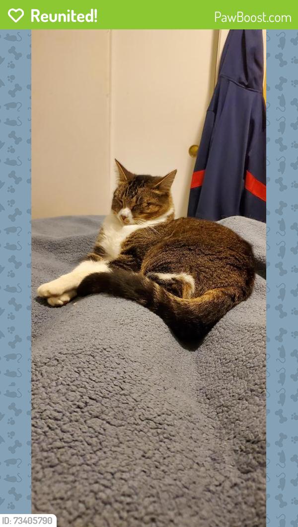 Reunited Female Cat last seen NE 141st Court &141st Place, Kirkland, WA, Kirkland, WA 98034