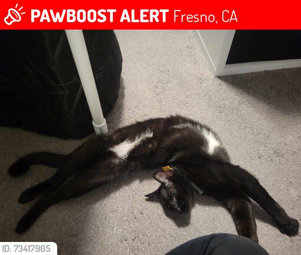 Lost Male Cat last seen S Waldby Ave and E Belgravia Ave, Fresno, CA 93725