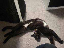 Lost Male Cat last seen S Waldby Ave and E Belgravia Ave, Fresno, CA 93725