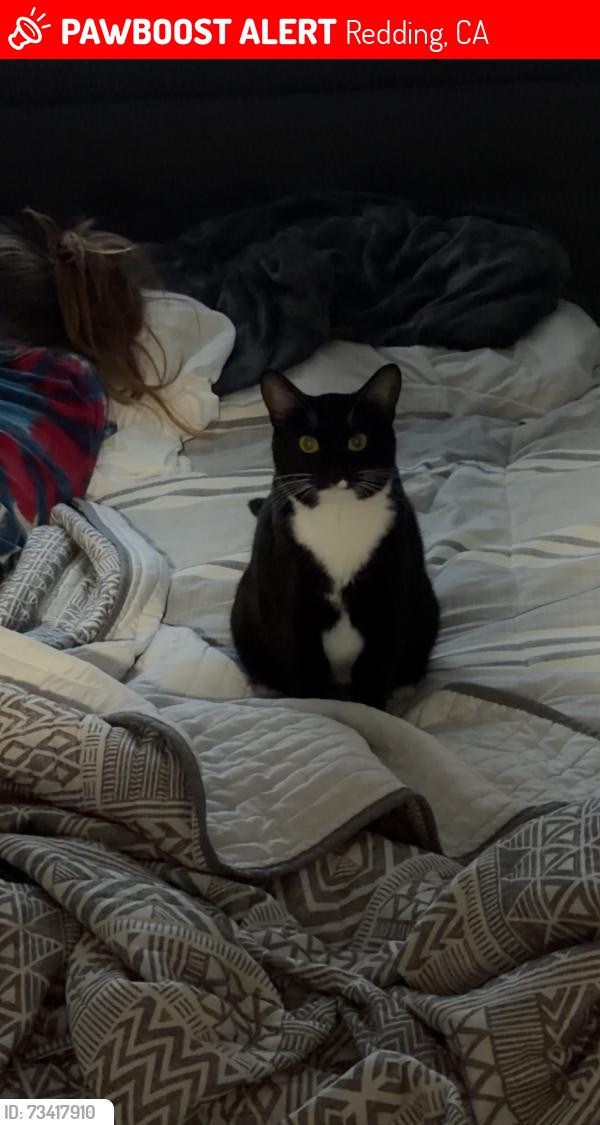 Lost Female Cat last seen Clay Street, Dogwood Lane, Buckeye Terrace, Lake Blvd, Redding, CA 96003