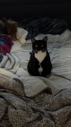 Lost Female Cat last seen Clay Street, Dogwood Lane, Buckeye Terrace, Lake Blvd, Redding, CA 96003