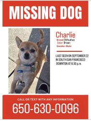 Lost Male Dog last seen Near Badén ave, South San Francisco, CA 94080