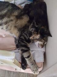 Reunited Female Cat last seen Rhonda avenue, Port Richey, FL 34668