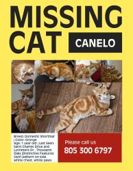 Lost Male Cat last seen St charles dr.., Thousand Oaks, CA 91360