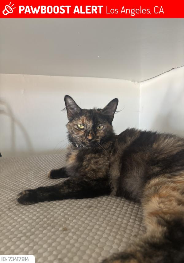 Lost Female Cat last seen Jovita, Lassen St, Los Angeles, CA 91311