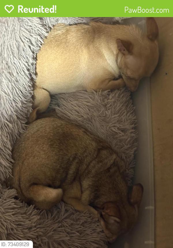 Reunited Female Dog last seen Greenhill dr, Cleveland, TN 37311