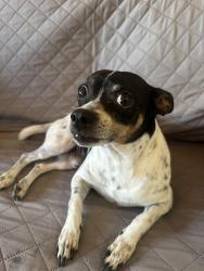 Reunited Male Dog last seen Glendale Blvd and Scott Ave, Los Angeles, CA 90026