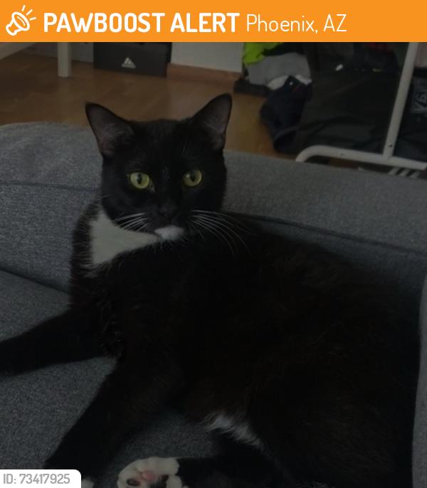 Found/Stray Female Cat last seen W deer vaalley road phoenix, Phoenix, AZ 85027