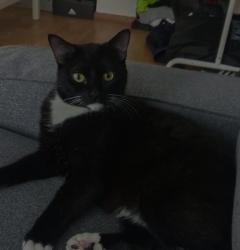 Found/Stray Female Cat last seen W deer vaalley road phoenix, Phoenix, AZ 85027