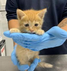 Shelter Stray Female Cat last seen Near BLOCK AVE 232, LINDSAY, Visalia, CA 93292, USA