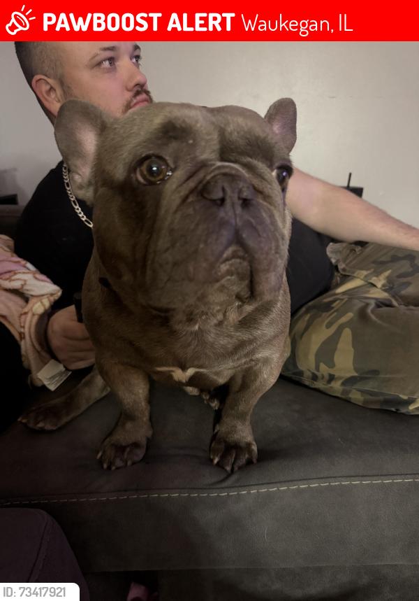 Lost Male Dog last seen Corona rd Waukegan Il, Waukegan, IL 60087