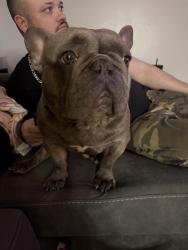 Lost Male Dog last seen Corona rd Waukegan Il, Waukegan, IL 60087