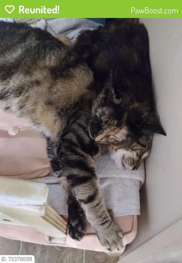 Reunited Female Cat last seen Rhonda avenue, Port Richey, FL 34668