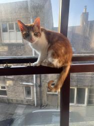 Lost Female Cat last seen White bull, Gisburn, England 