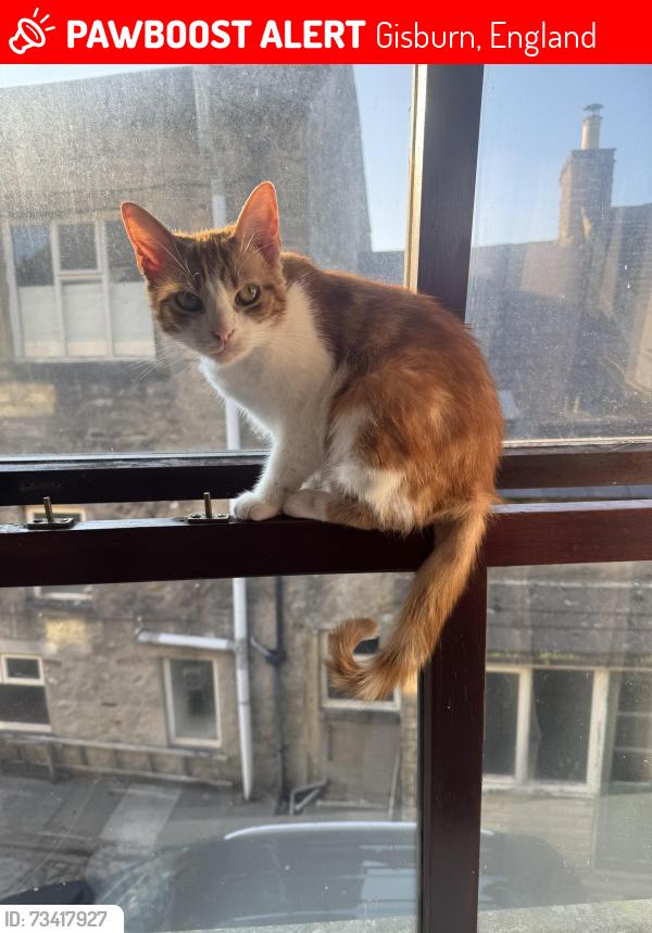 Lost Female Cat last seen White bull, Gisburn, England 