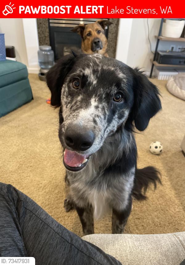 Lost Male Dog last seen Trestle station on 20th, Lake Stevens, WA 98258