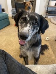 Lost Male Dog last seen Trestle station on 20th, Lake Stevens, WA 98258