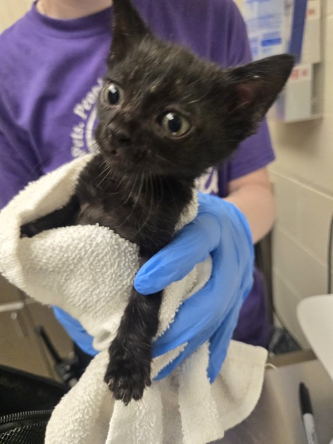 Shelter Stray Male Cat last seen Near BLOCK E 88TH AVE, 12155 Park Blvd, Brighton, CO 80601, USA