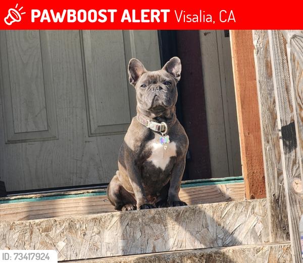 Lost Female Dog last seen Wren ave, Visalia, CA 93291