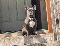 Lost Female Dog last seen Wren ave, Visalia, CA 93291